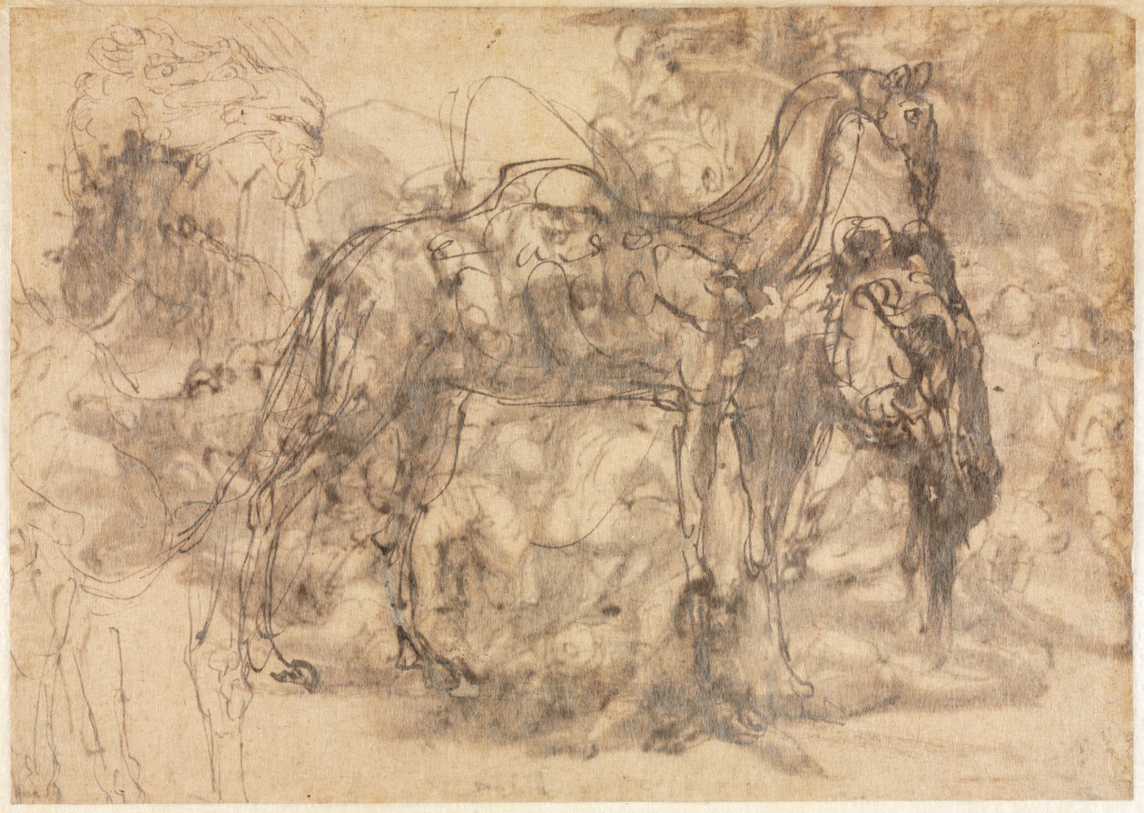 Sketches of Animals (verso) by Perino del Vaga