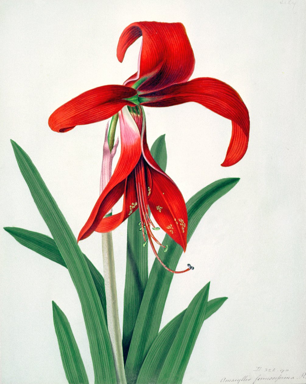 Flower Study by Peter Brown
