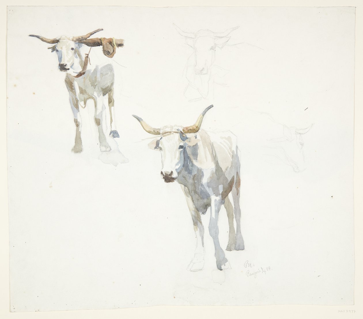 Italian Oxen. Popeji by Peter Hansen