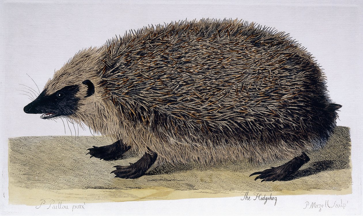 The Hedgehog by Peter Paillou