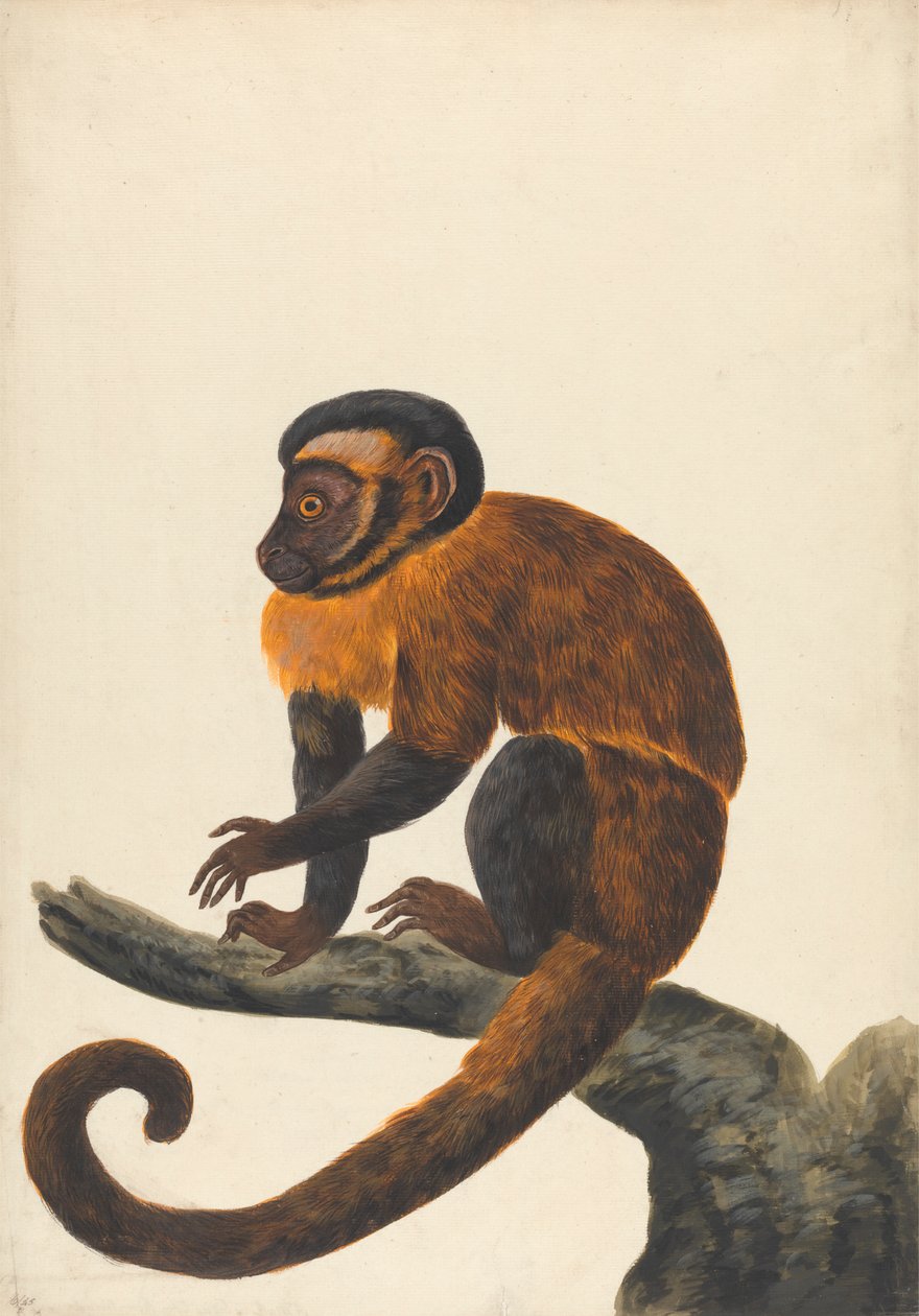 A Capuchin by Peter Paillou the younger