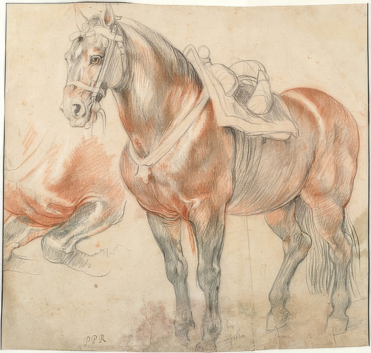 Saddled Horse. Around 1615-18 by Peter Paul Rubens