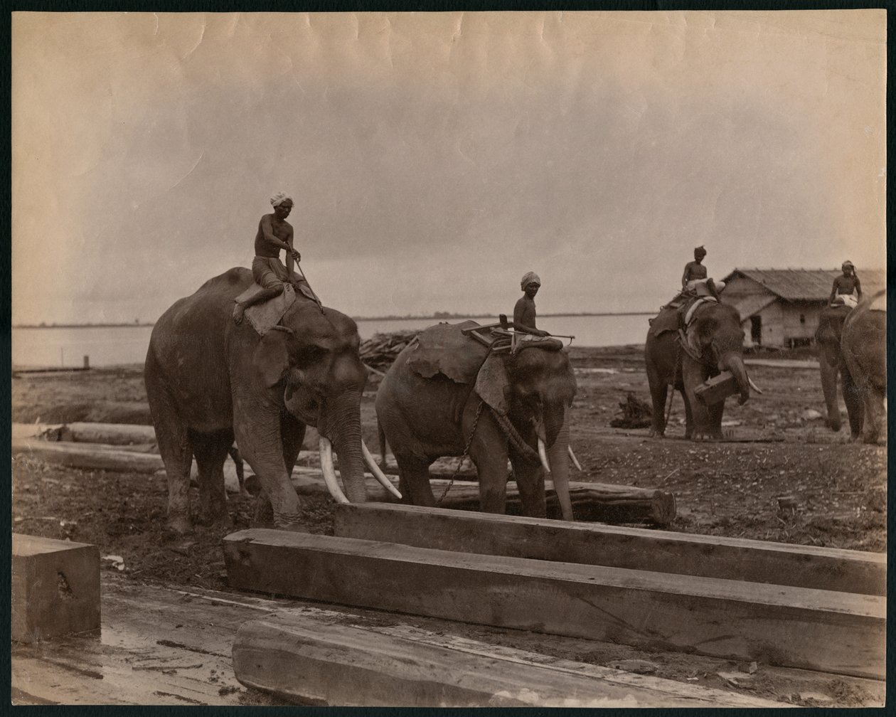 Working with Elephants, c.1880 by Philip Adolphe Klier