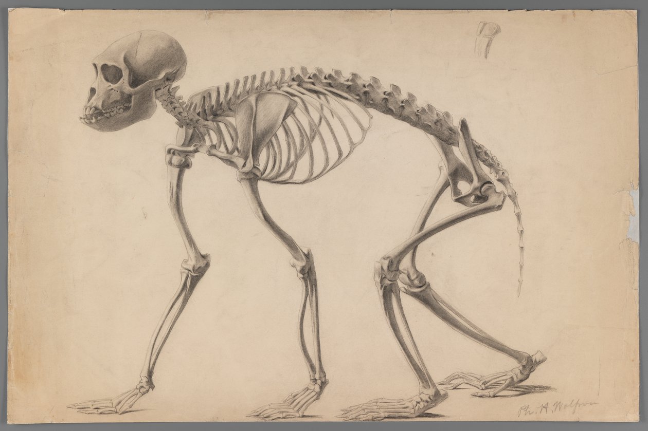 Skeleton of a Primate by Philip H. Wolfrom