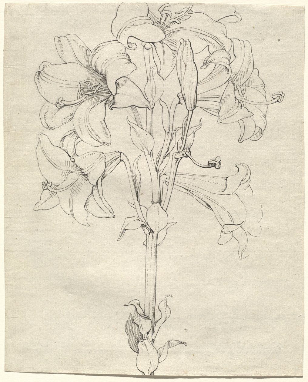 A Stalk of Lilies with Six Blooms by Philipp Otto Runge