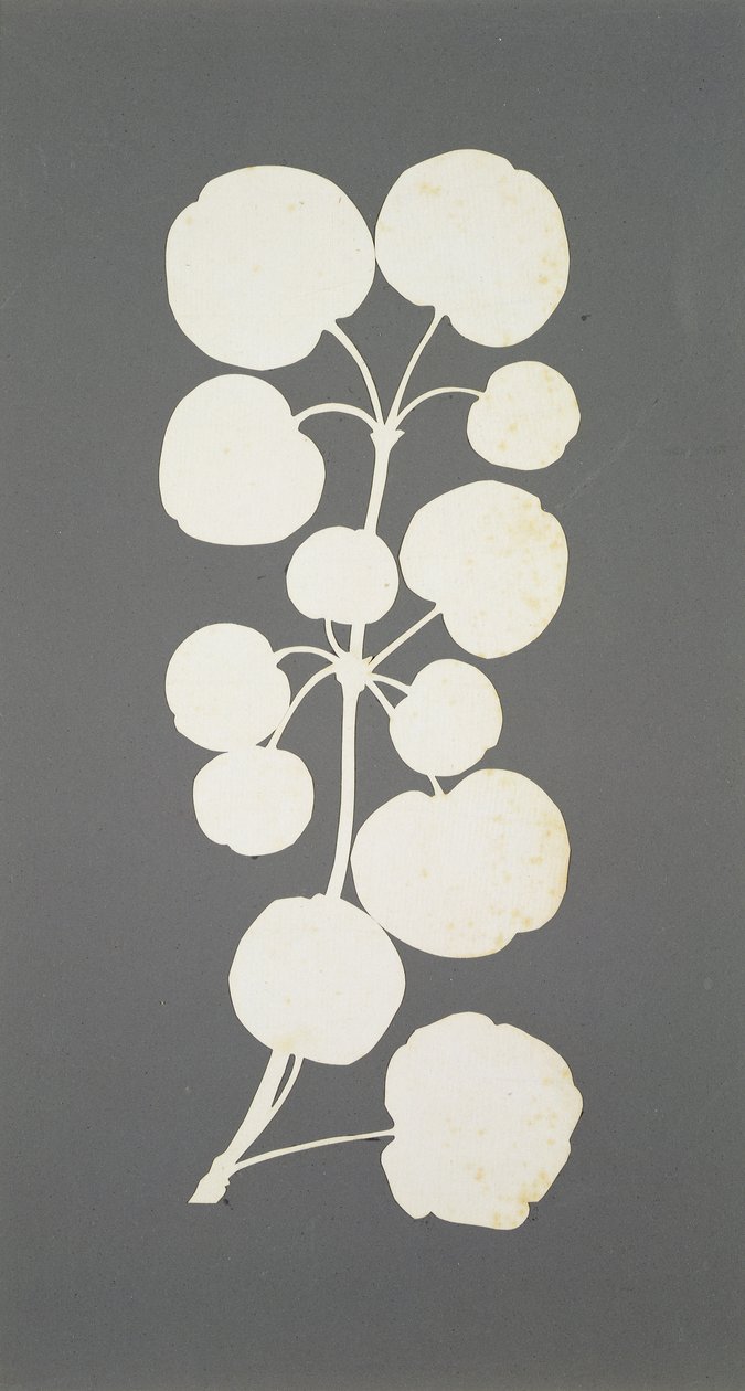 Cayenne Pepper by Philipp Otto Runge