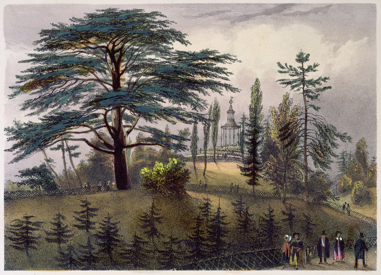 The Cedar of Lebanon and the Labyrinth at the Jardin des Plantes, Paris by Philippe Benoist