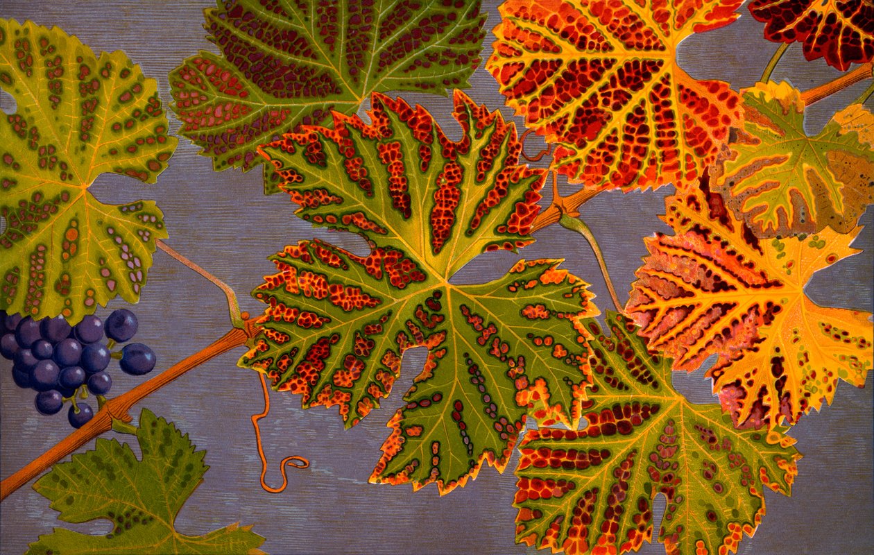 Vine leaves and ripened grapes by Philippe Robert