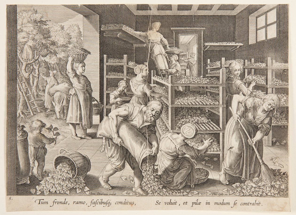 Spreading the Leaves on the Feeding Trays by Philips Galle
