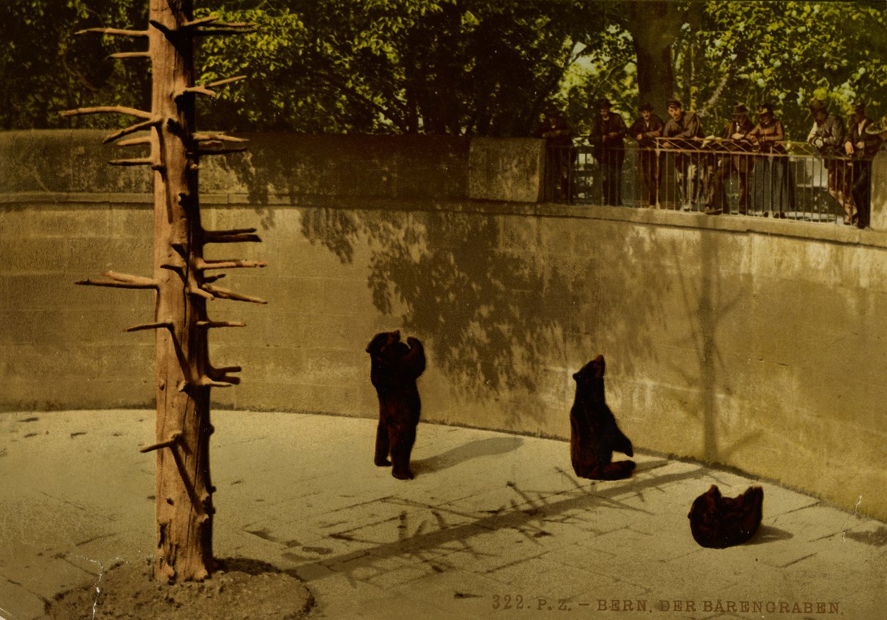 Bern. The Bear Pit. by Photochrom Zürich