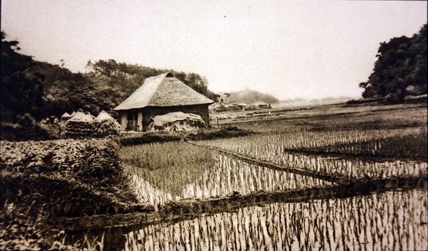 Rice Fields in Japan by Photographer Japanese