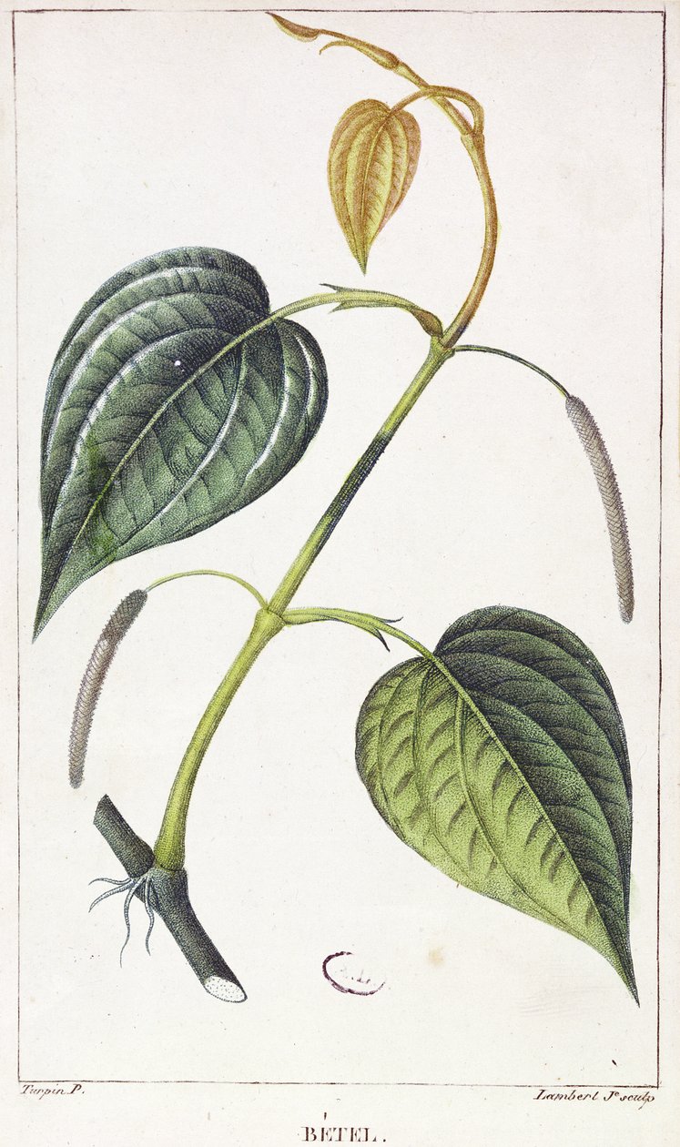 Betel, botanical plate by Pierre Jean Francois Turpin