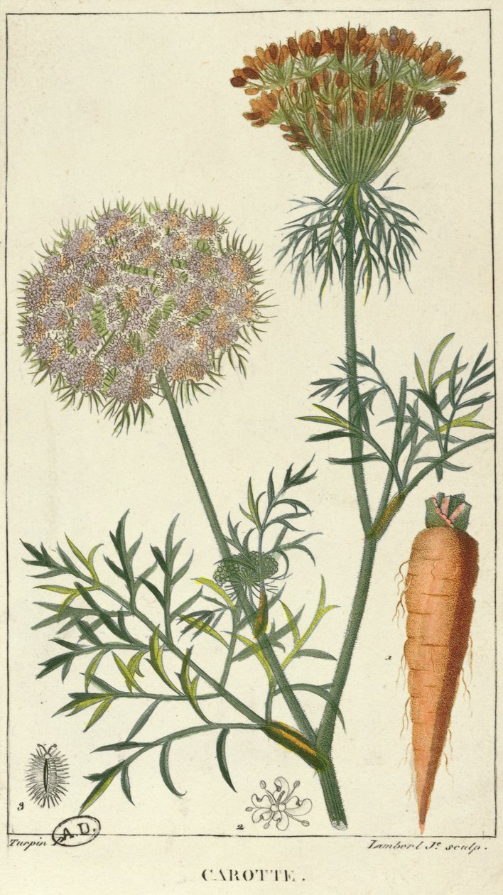 The Carrot, engraved by Lambert by Pierre Jean Francois Turpin