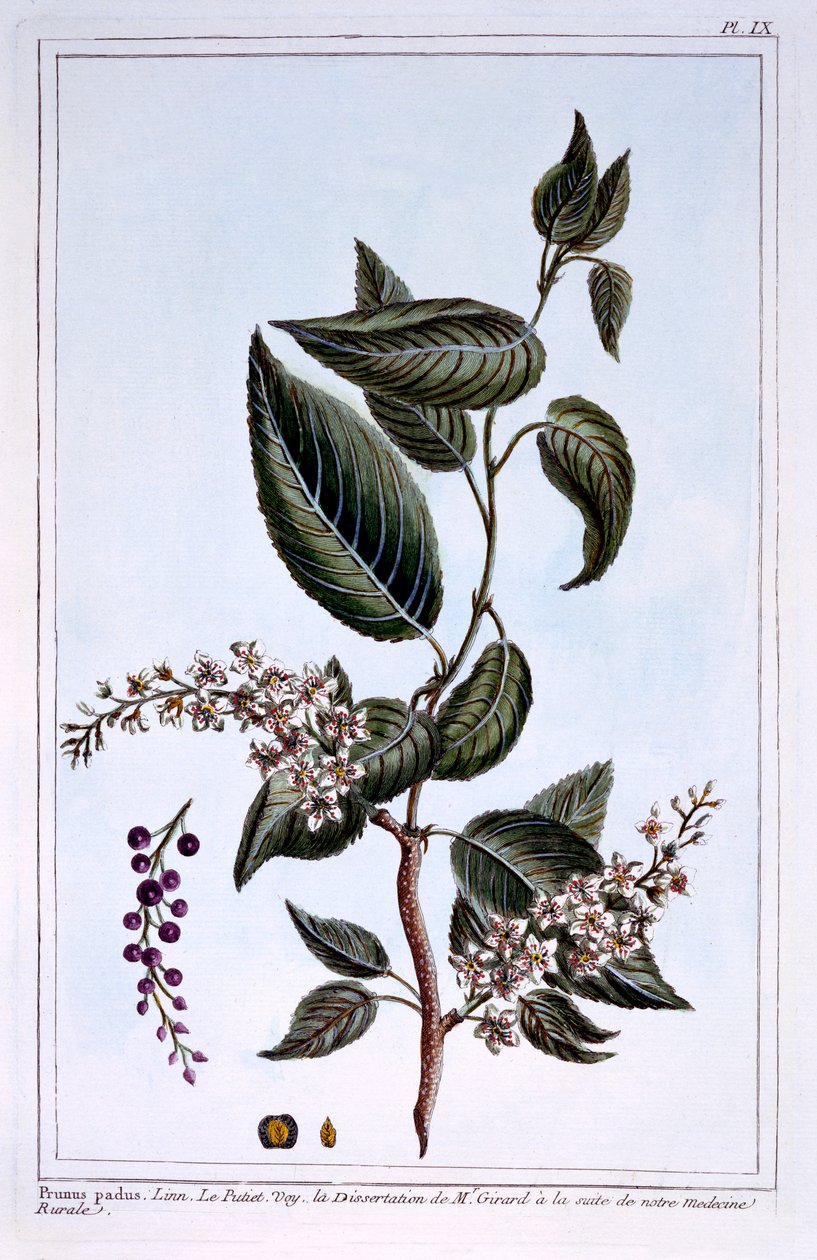 Prunus padus or Bird Cherry, illustration from 