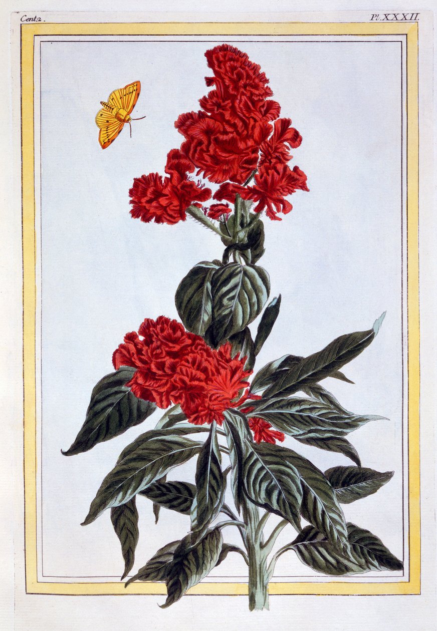 Variety of Amaranthus, c.1766 by Pierre Joseph Buchoz