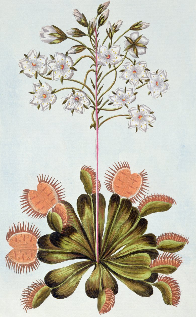 Venus Fly-trap, plate 84, from 