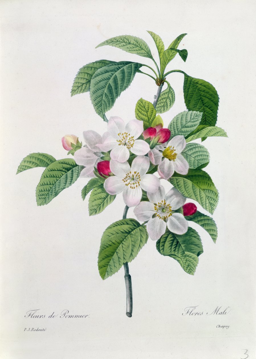 Apple Blossom, from 