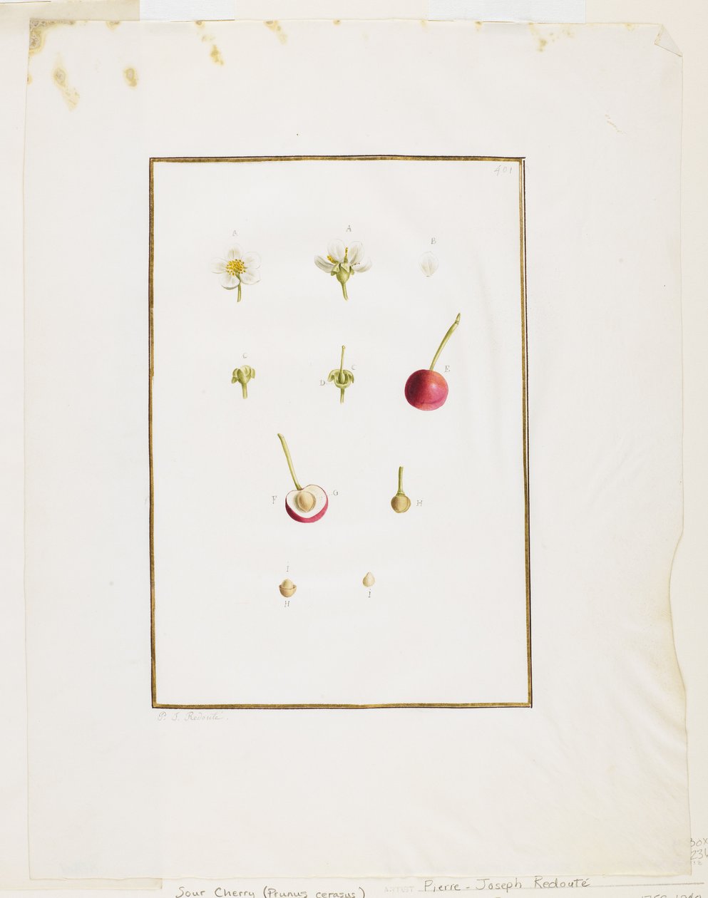 Botanical Dissection: Sour Cherry (Prunus cerasus) by Pierre Joseph Redouté