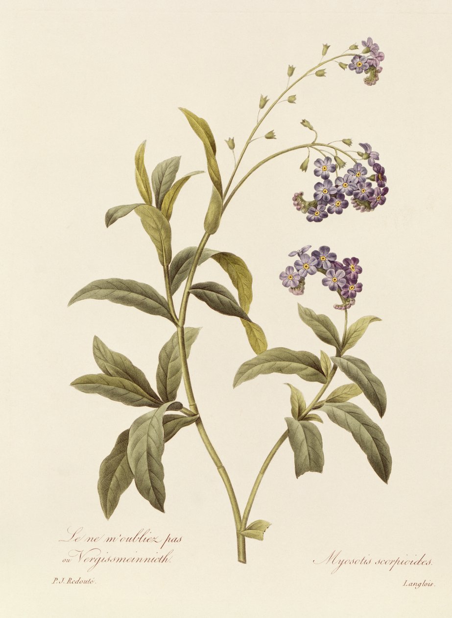 Forget-me-not by Pierre Joseph Redouté