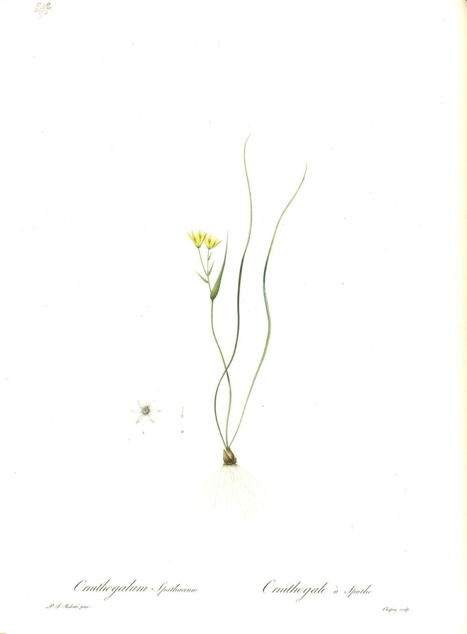 Illustration of Gagea spathacea (Orig. Ornithogalum spathaceum) by Pierre Joseph Redouté