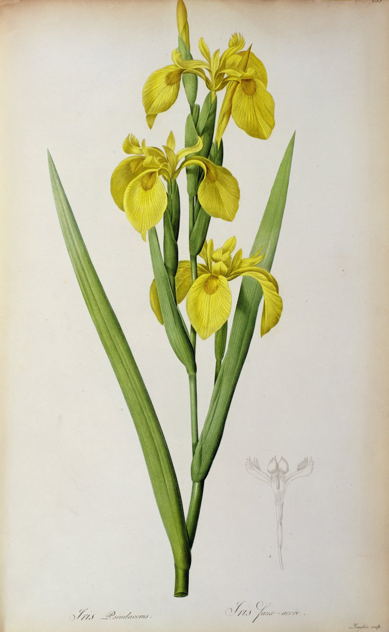 Iris Pseudacorus, from 