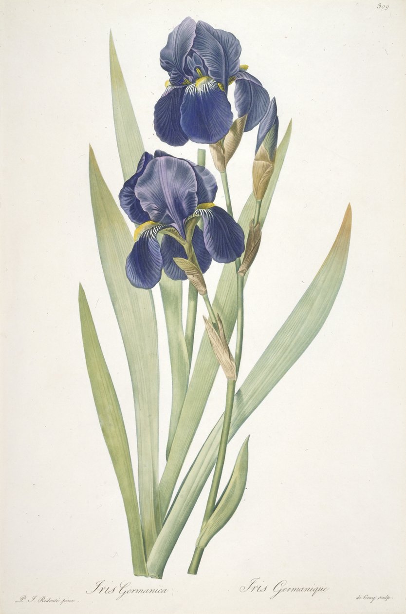 Iris germanica (Bearded Iris) by Pierre Joseph Redouté