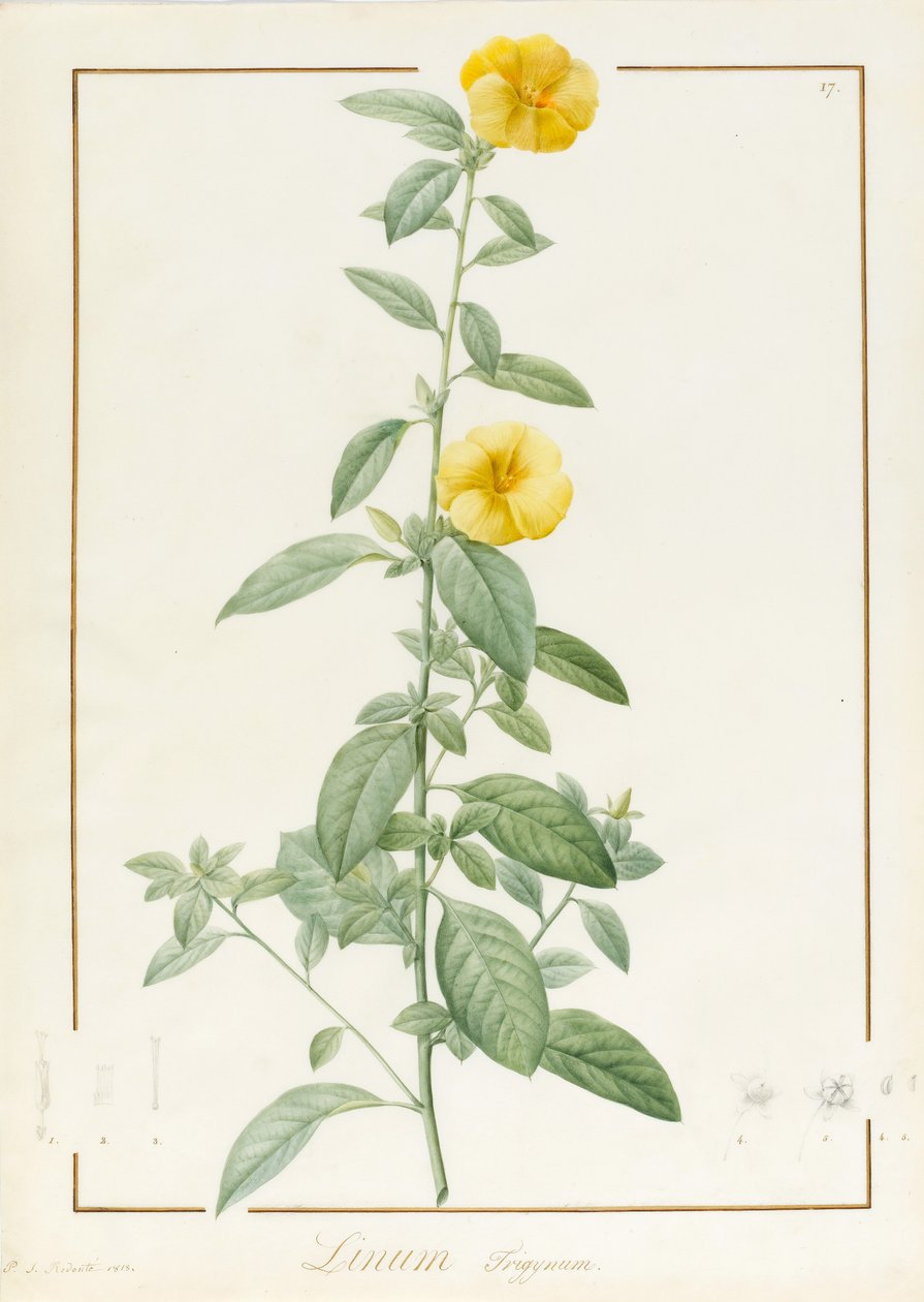 Linium Trigynum, 1813 by Pierre Joseph Redouté