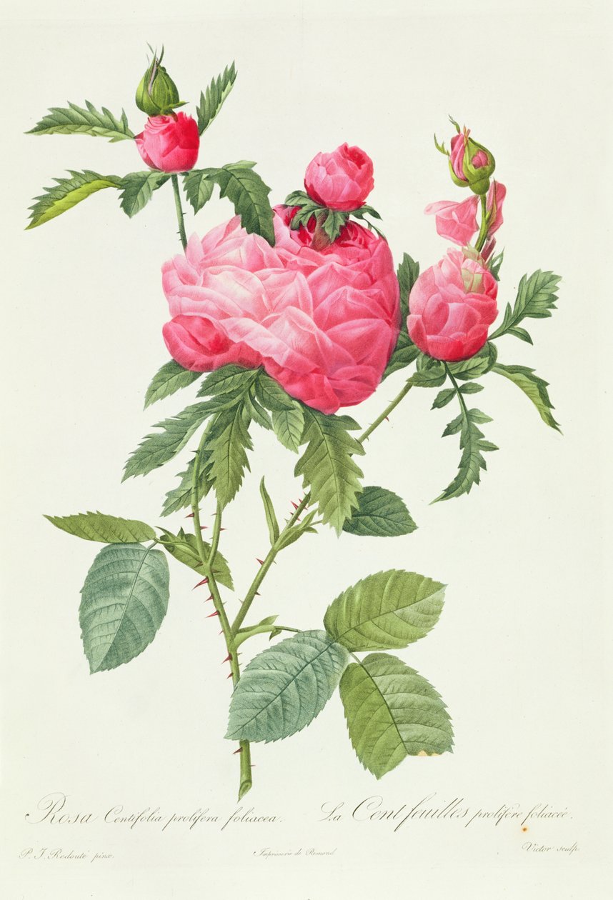 Rosa Centifolia Prolifera Foliacea by Pierre Joseph Redouté