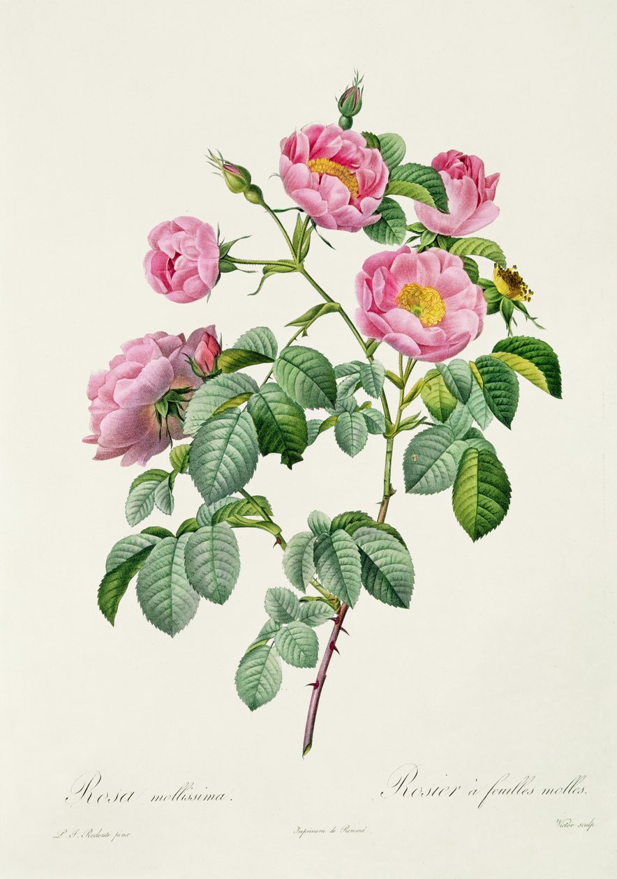 Rosa Mollissima, from 