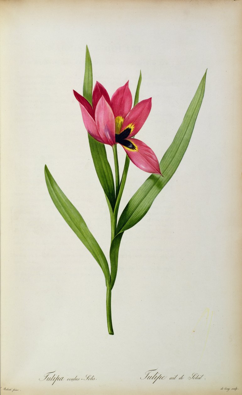 Tulipa Oculus-Solis, from 
