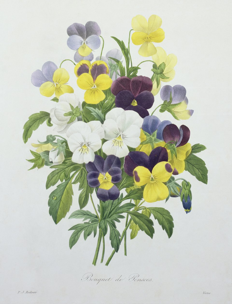 Bouquet of Pansies, engraved by Victor, from 