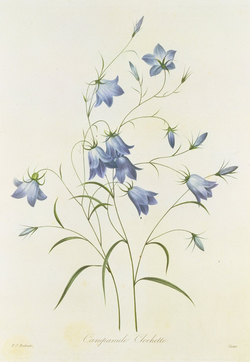 Campanula, engraved by Victor, from 