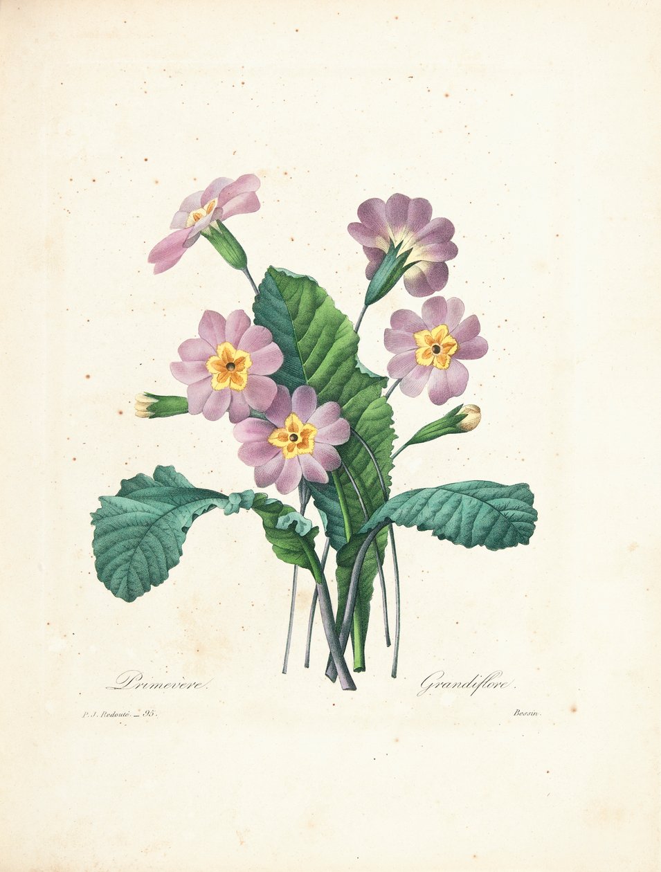 Primrose, engraved by Bessin, from 
