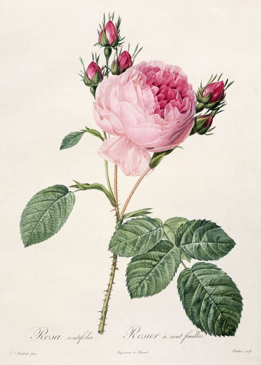 Rosa Centifolia, from 
