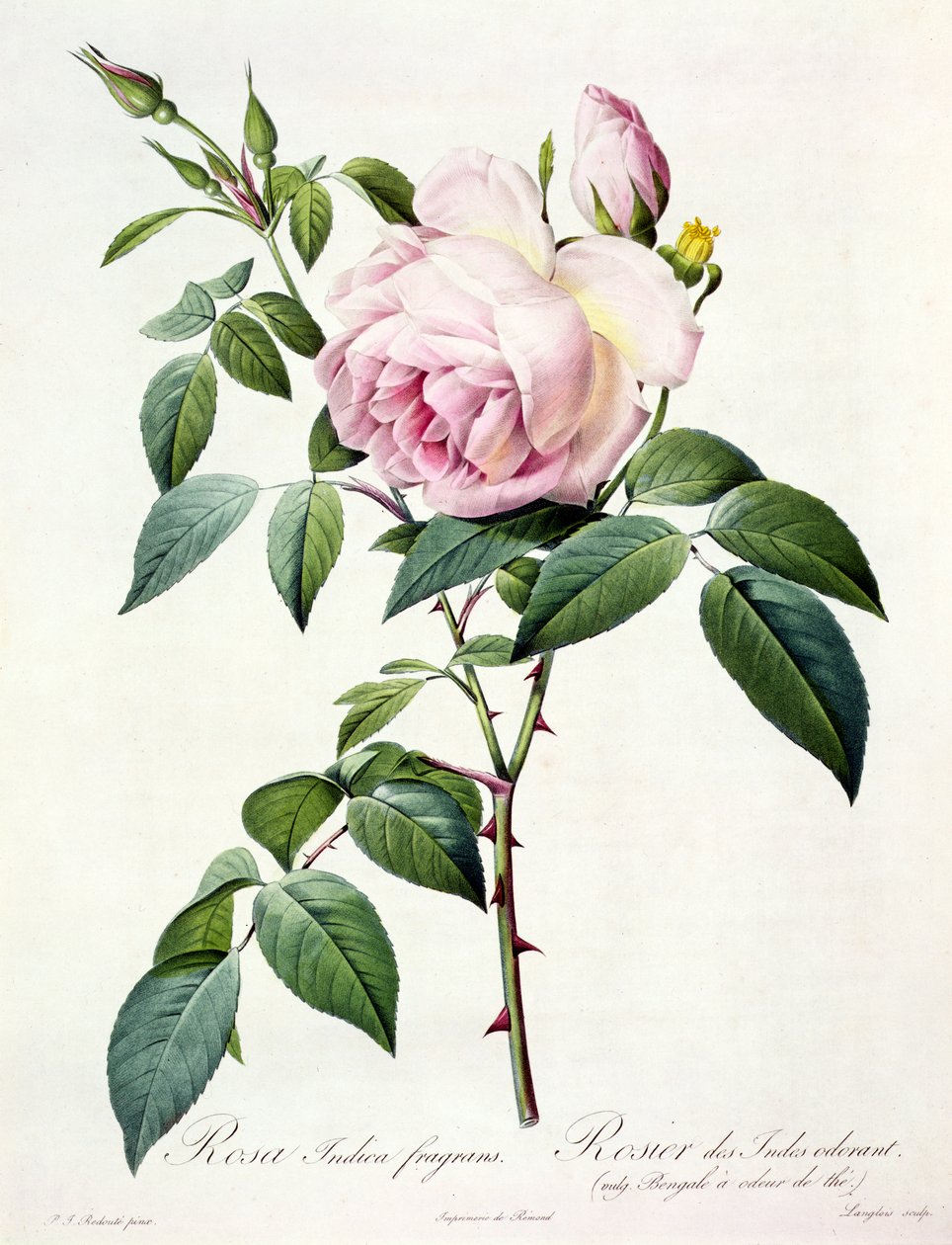 Rosa Indica Fragrans, Engraved by Langlois, Published by Remond by Pierre Joseph Redouté