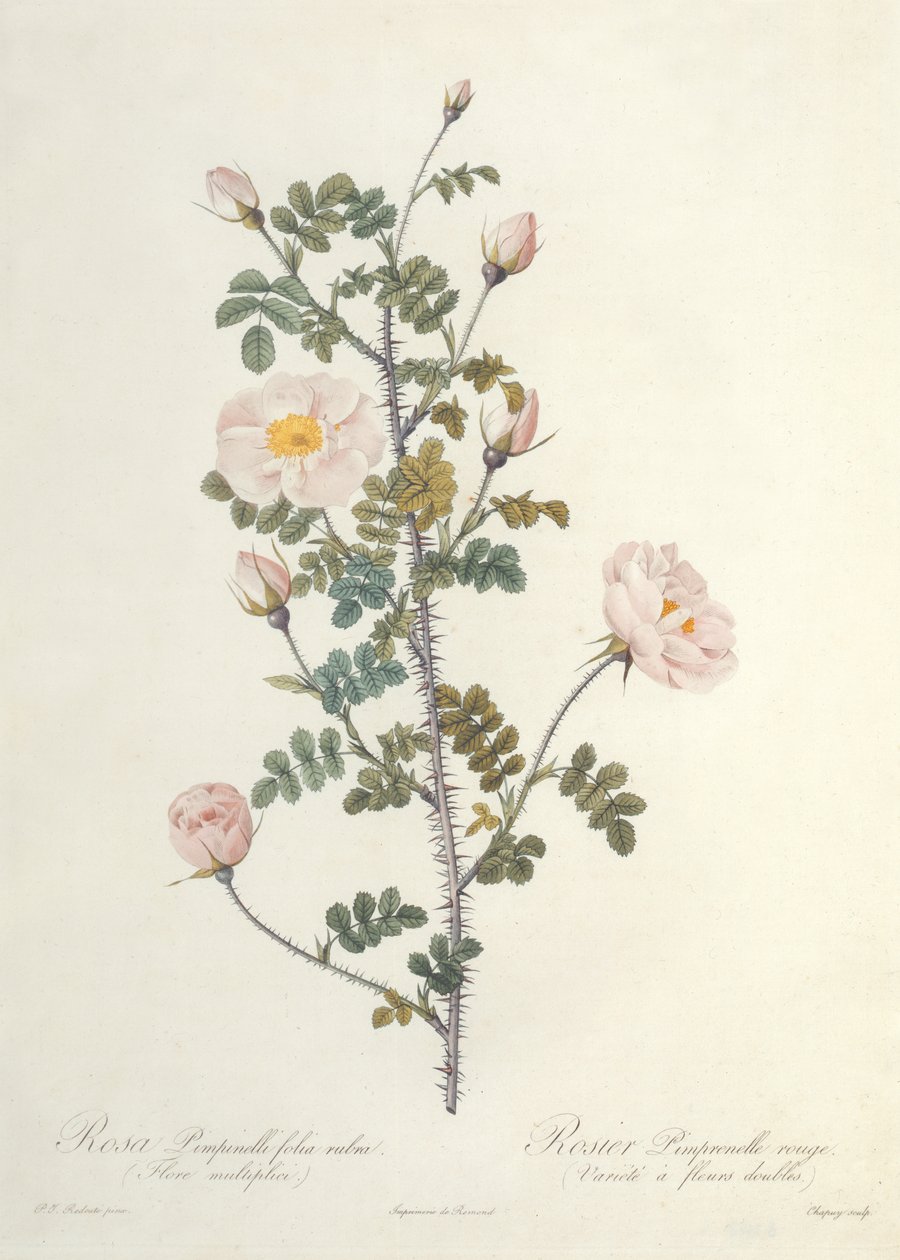 Rosa Pimpinellifolia Rubra Flore Multiplici, Engraved by Chapuy, Published by Remond by Pierre Joseph Redouté