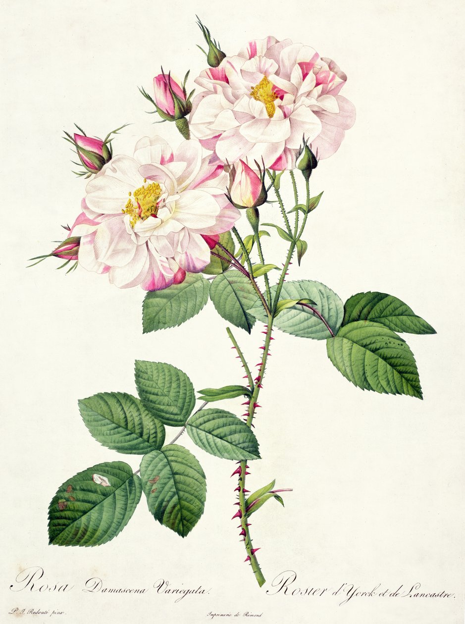 Rosa Damascena Variegata (York and Lancaster Rose), Engraved by Bessin, from 