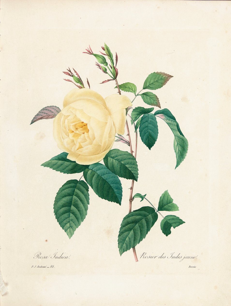 Yellow Rosa Indica, engraved by Bessin, from 
