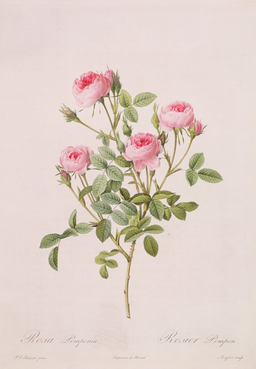 Rosa pomponia, engraved by Langlois, from Les Roses, 1817-24 by Pierre Joseph Redouté