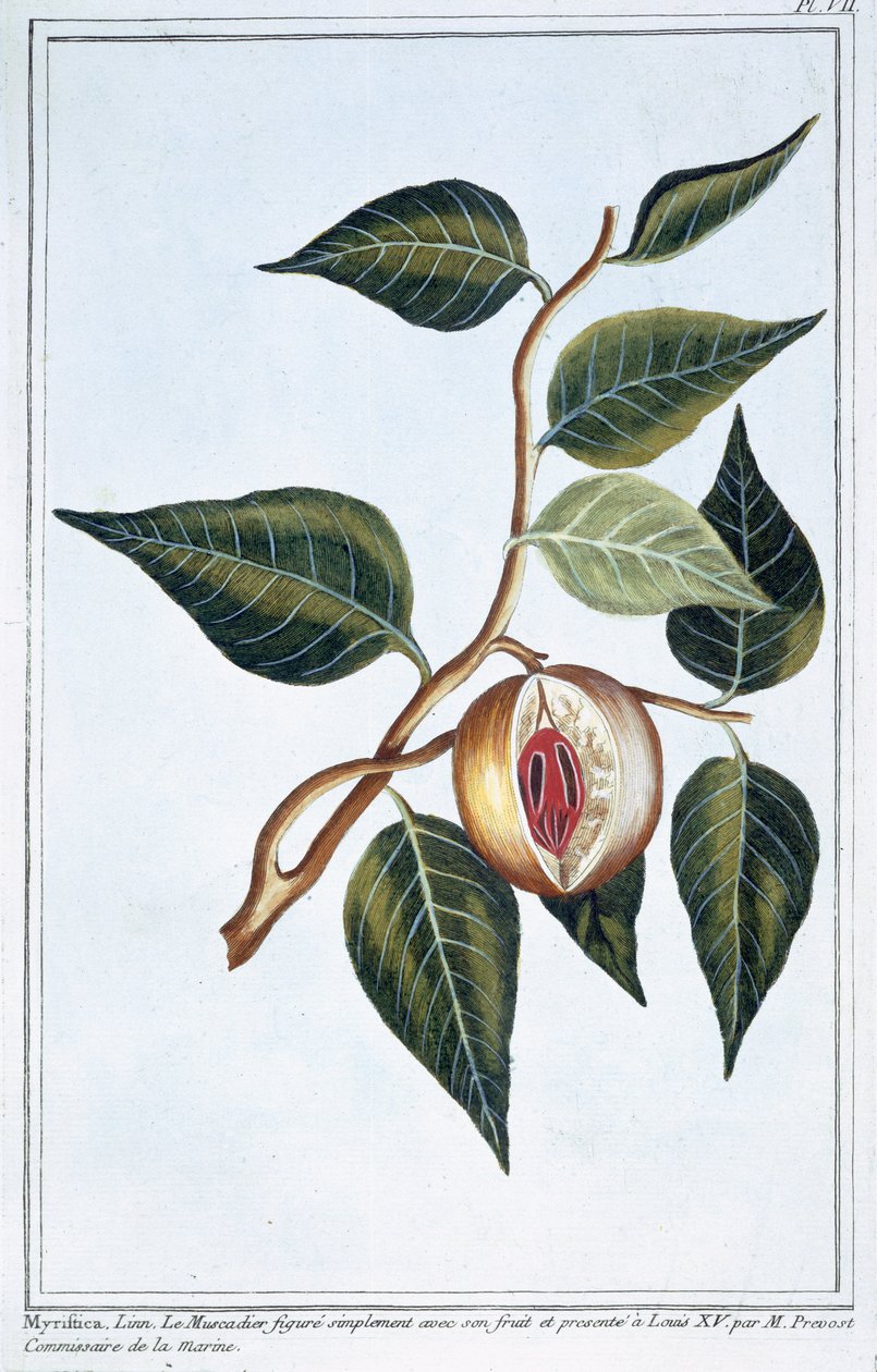 Nutmeg, plate 7, from 