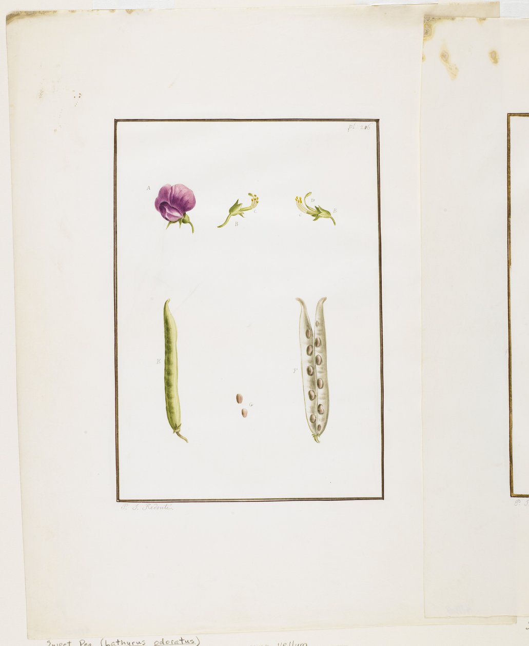 Botanical Dissection: Sweet Pea (Lathyrus odoratus), c.1778-90 by Pierre Joseph Redouté