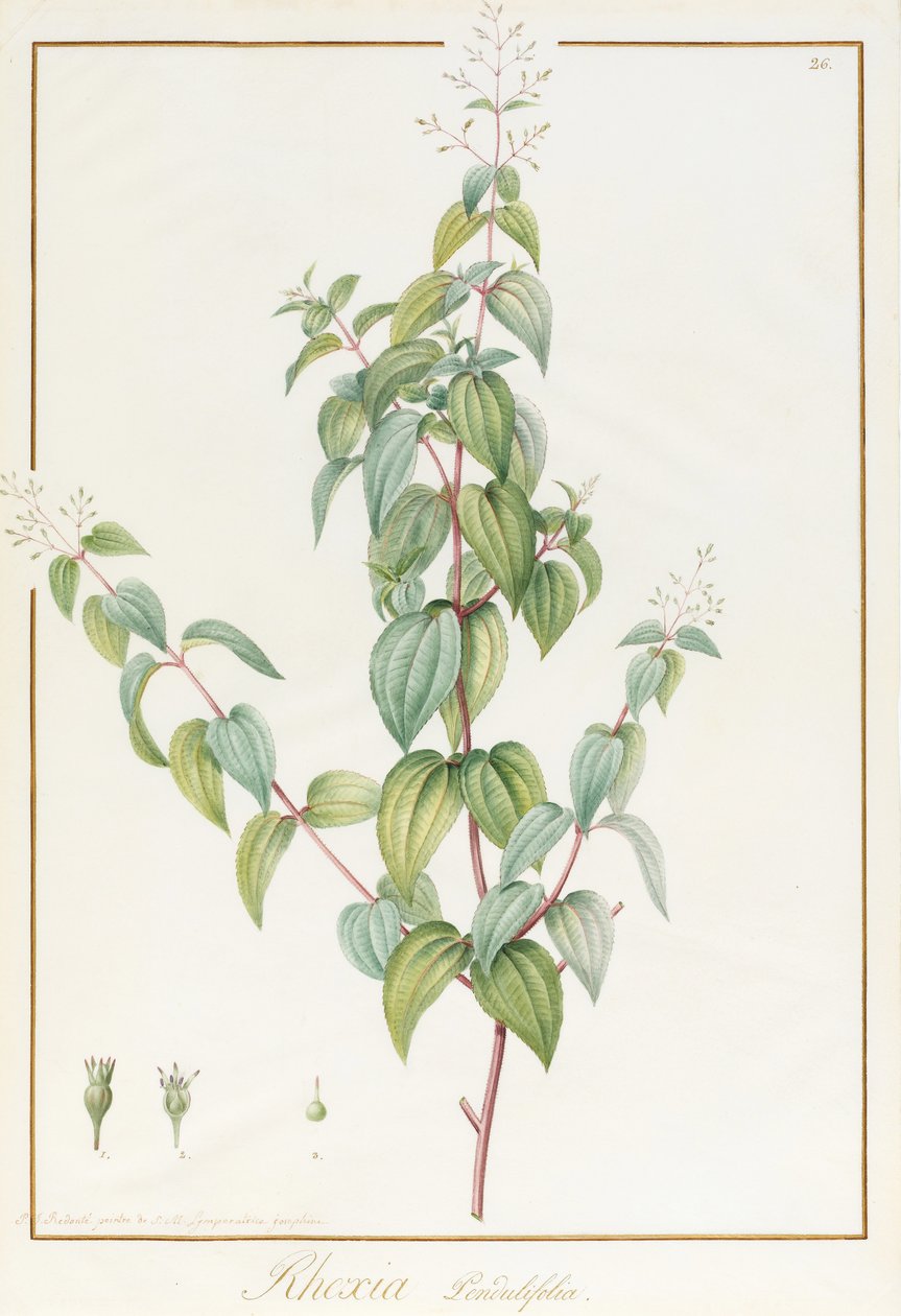 Rhexia Pendulifolia by Pierre Joseph Redouté
