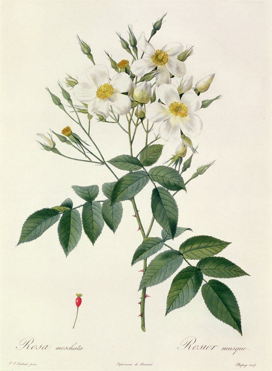 Rosa moschata or Musk Rose by Pierre Joseph Redouté