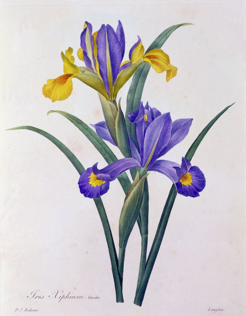 Iris Xiphium by Pierre Joseph Redouté