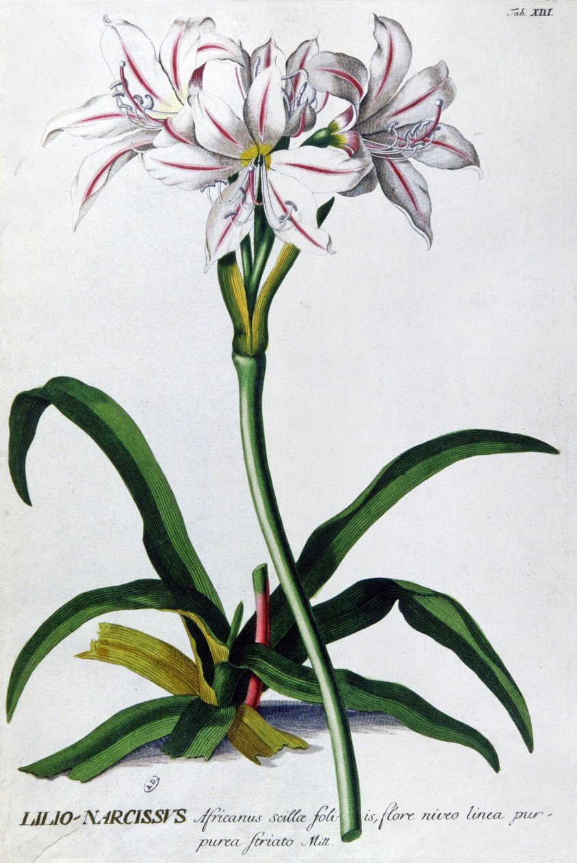 Lily, Lilio Narcissus by Pierre Joseph Redouté