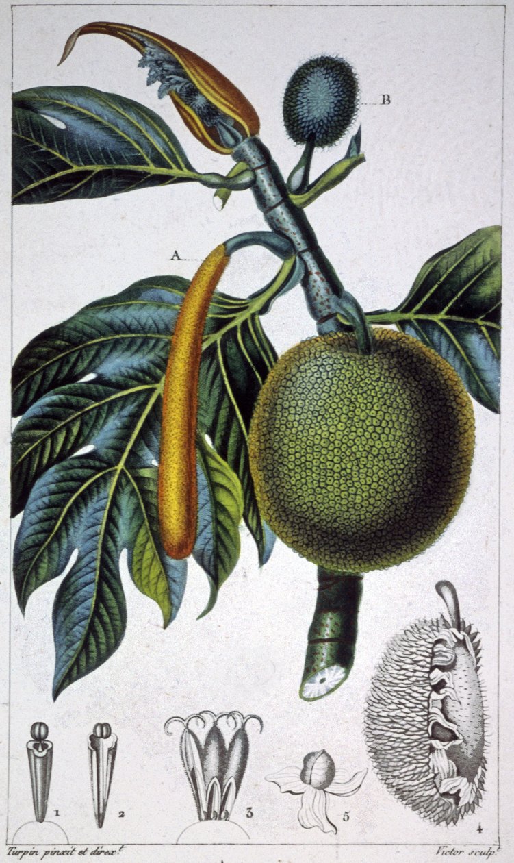 Bread Fruit by Pierre Jean Francois (after) Turpin