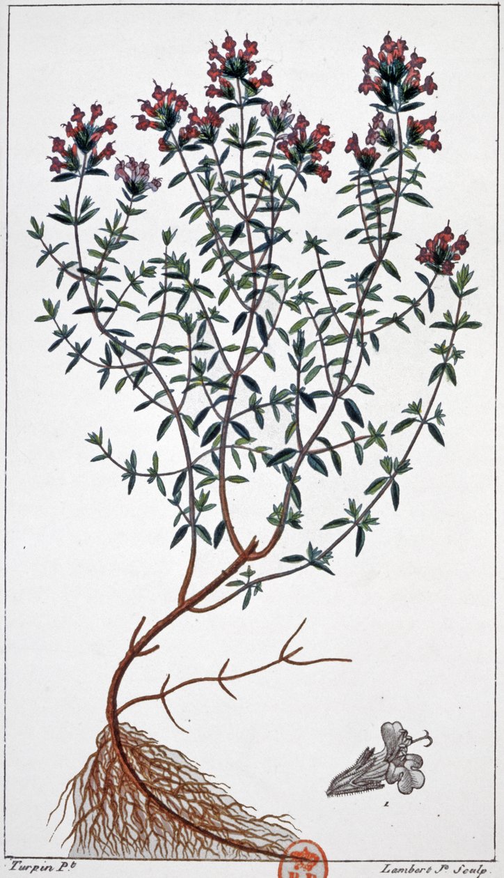 Thyme (engraving) by Pierre Jean Francois (after) Turpin
