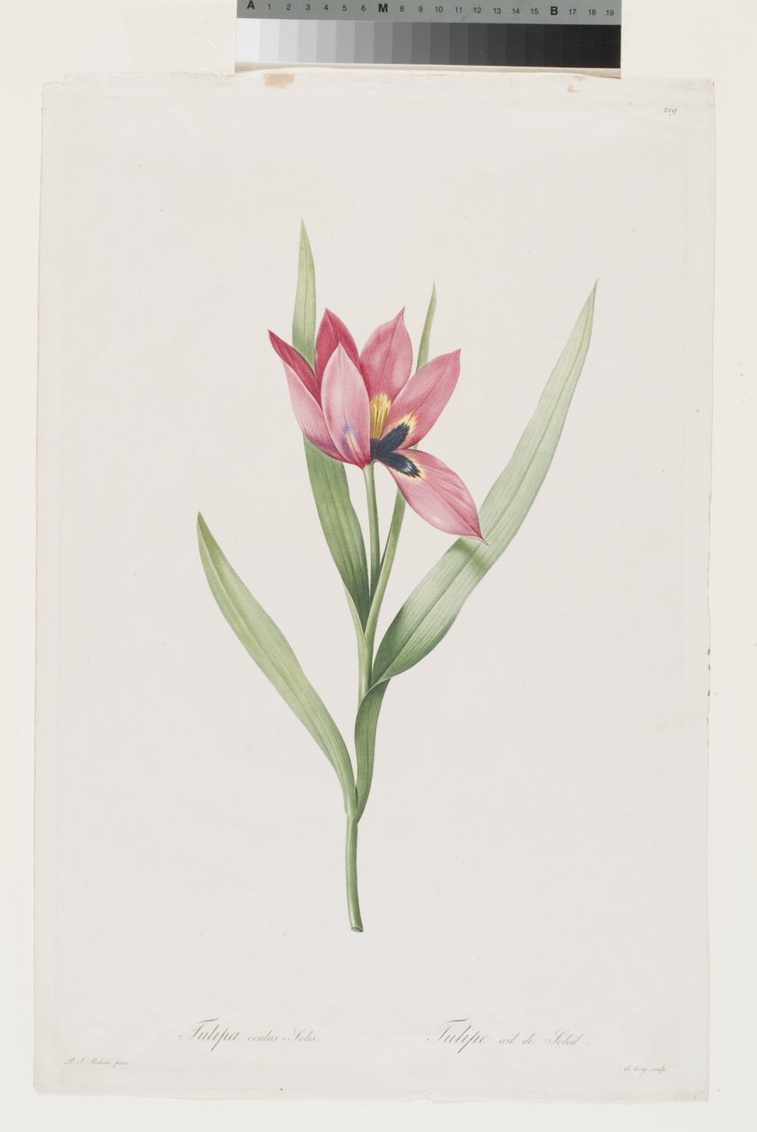 Tulip Eye of the Sun by Pierre Joseph (after) Redoute