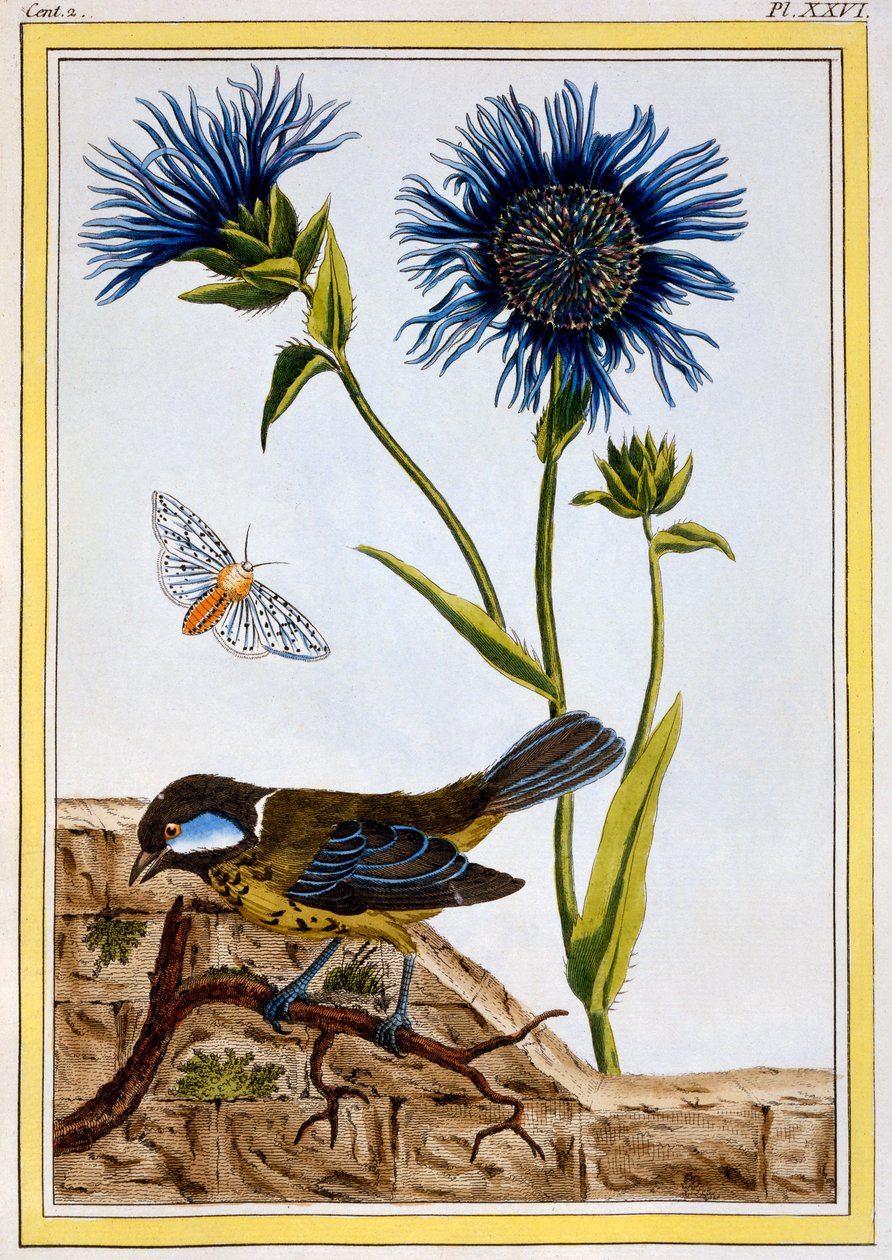 Cornflower (pub. 1776) by Pierre Joseph Buchoz