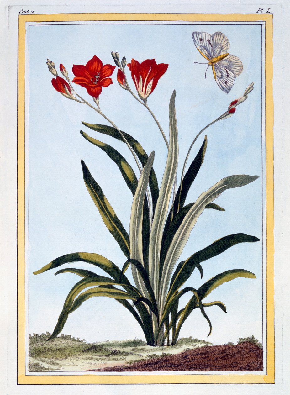 Cornlily, pub. 1776 by Pierre Joseph Buchoz